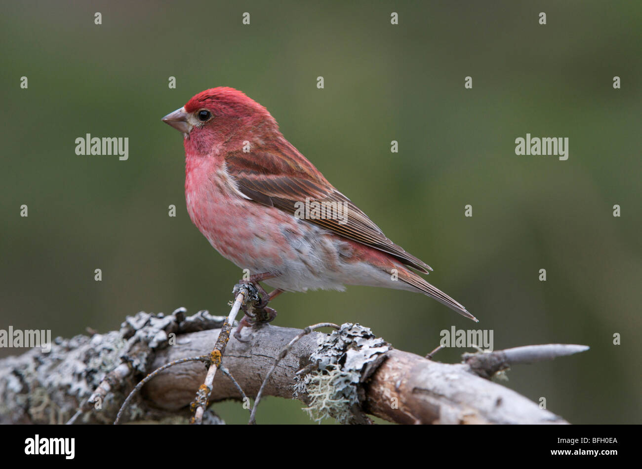 Male Roselin pourpré (Carpodacus purpureus) assis sur branche. L'Ontario. Le Canada. Banque D'Images