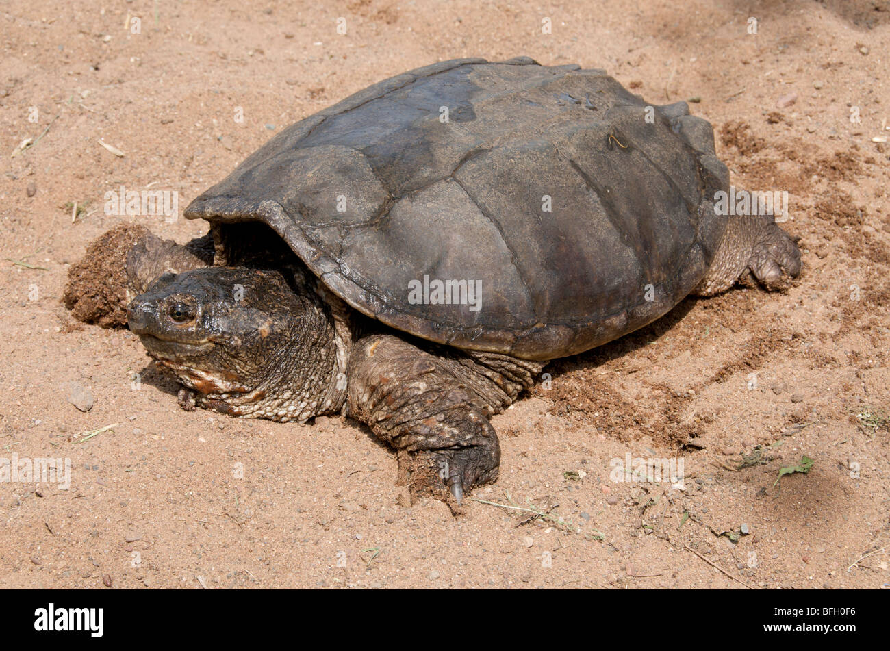 Tortue Alligator (Macrochelys temminckii) est l'une des plus grandes tortues d'eau douce dans le monde. Grès, Minnesota Banque D'Images