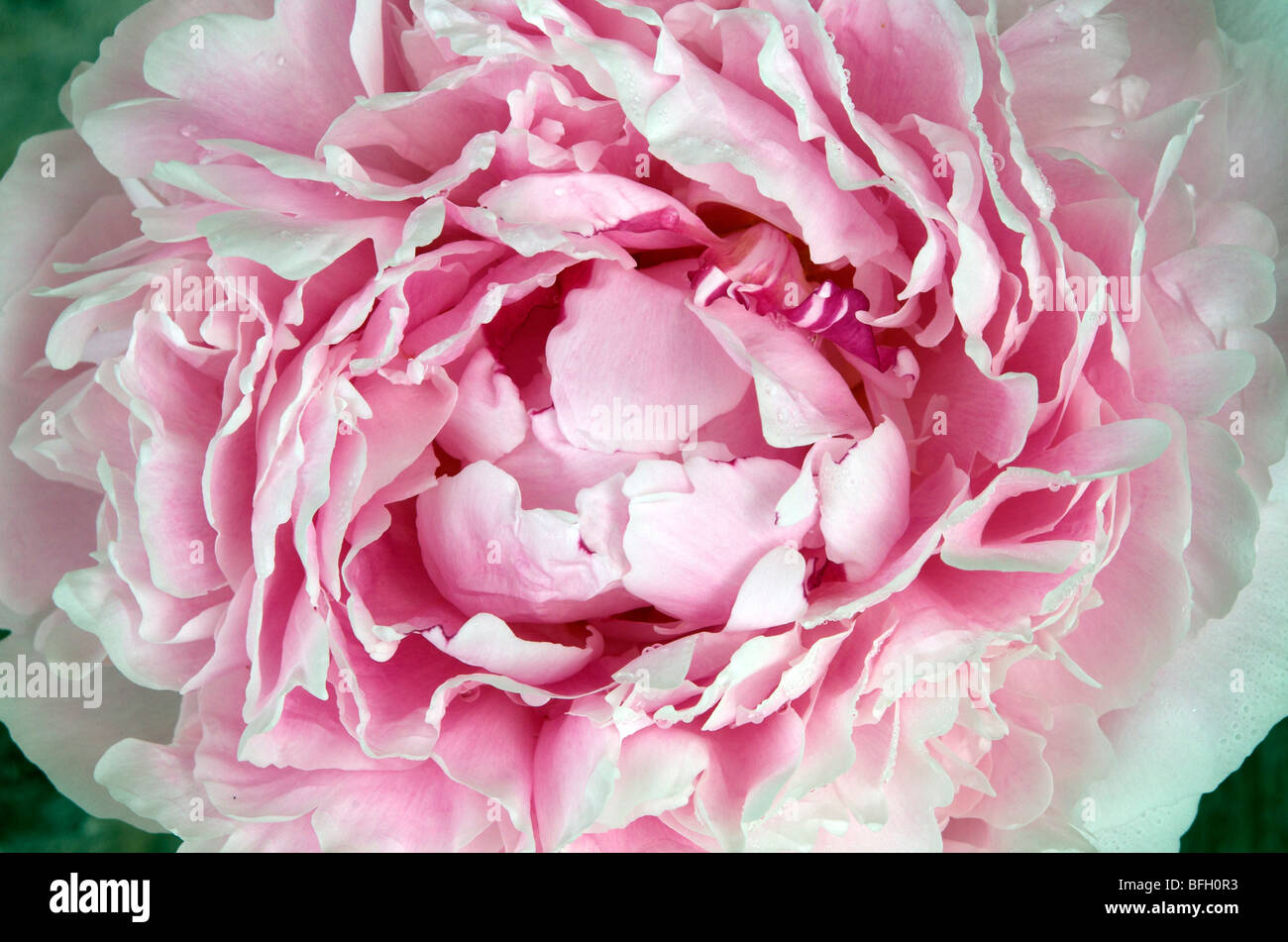 Close-up de pivoines en fleurs l'ouverture. (Paeonia) La plante en fleurs. L'Ontario. Le Canada. Banque D'Images