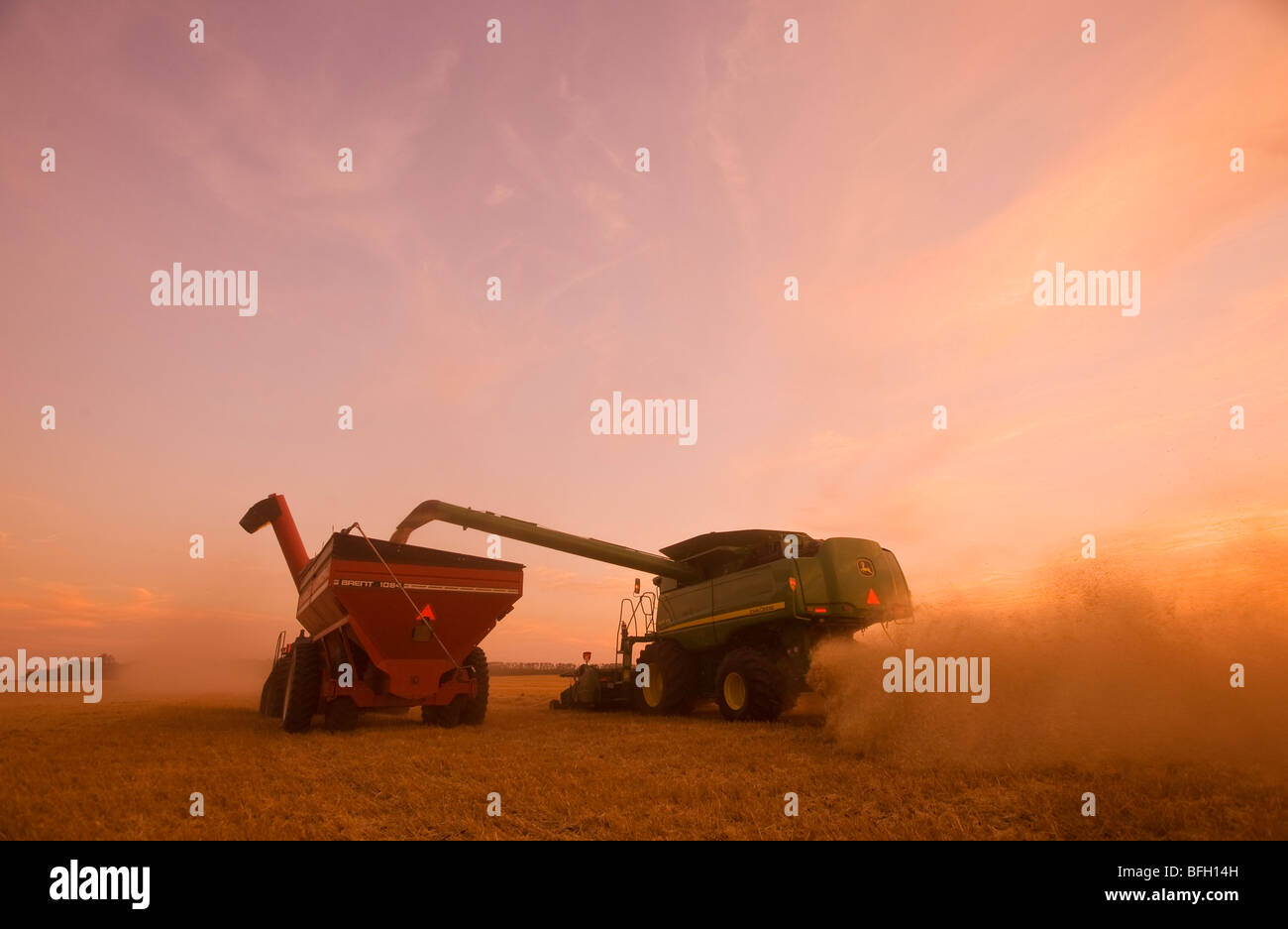 Un wheatinto printemps décharge de la moissonneuse-batteuse d'un wagon de grain sur le rendez-vous, près de St., Manitoba, Canada Banque D'Images