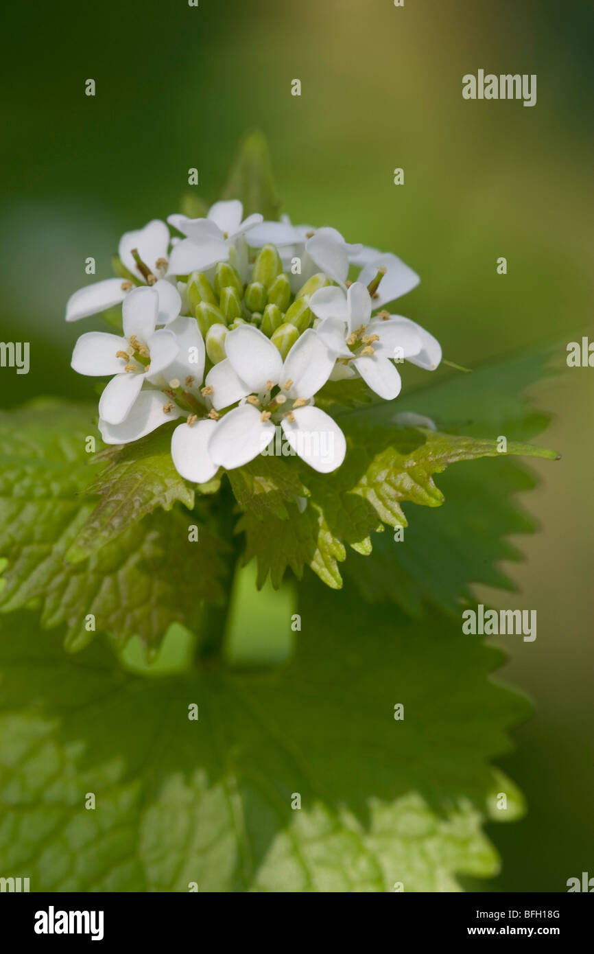 Alliaria petiolata - également connu sous le nom de l'ail de couverture ou jack-par-le-couverture Banque D'Images