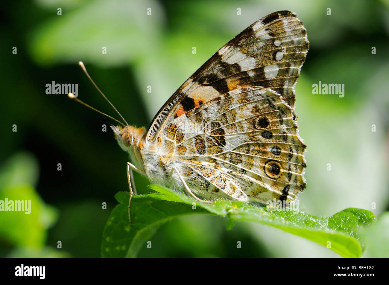 Papillon belle dame (Vanessa cardui) ailes. Kent, UK, Août Banque D'Images