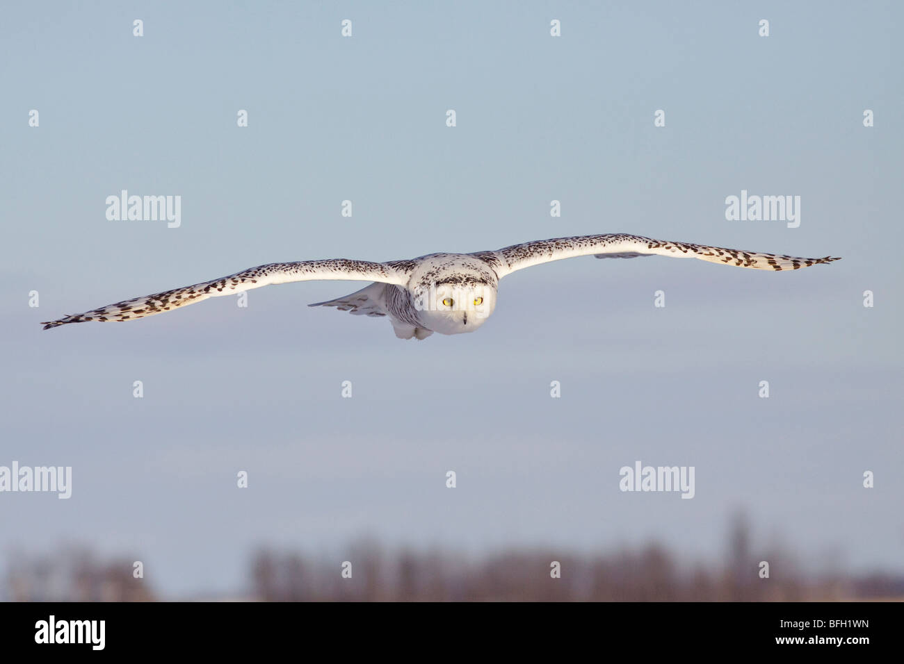 Une jeune femme le harfang des neiges (Bubo scandiacus) la chasse aux rongeurs, près d'Ottawa, Ontario, Canada. Banque D'Images