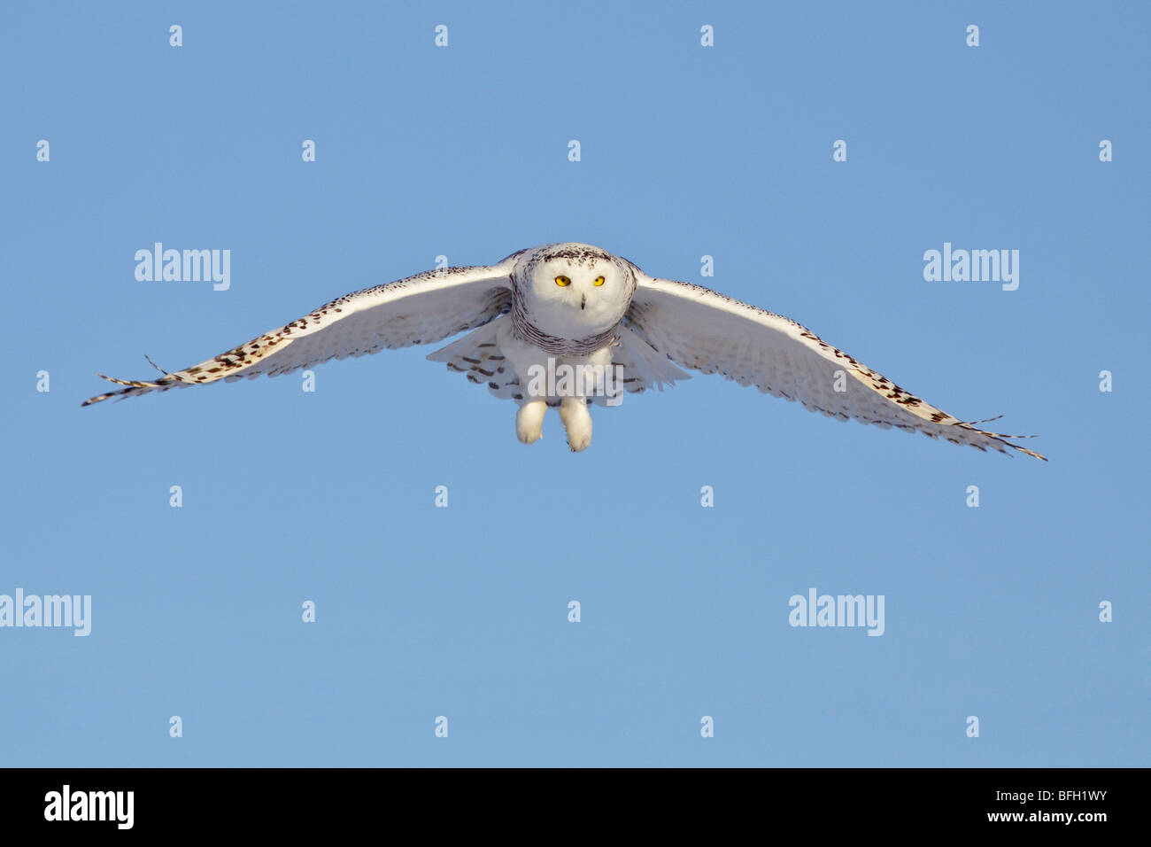 Une jeune femme le harfang des neiges (Bubo scandiacus) la chasse aux rongeurs, près d'Ottawa, Ontario, Canada. Banque D'Images