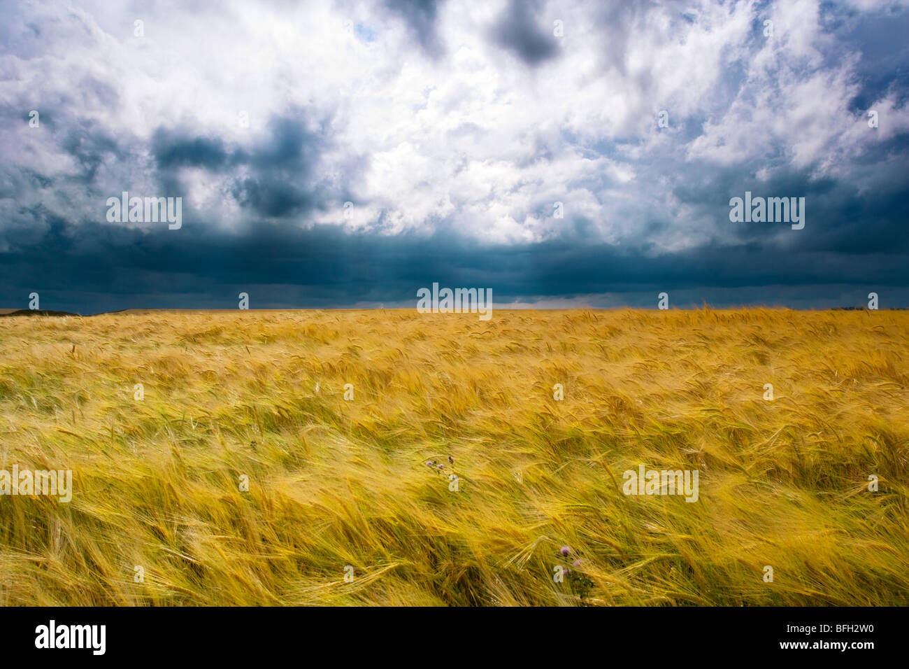 Orage de se déplacer sur un champ de céréales, Ridge Road 221, Alberta, Canada Banque D'Images