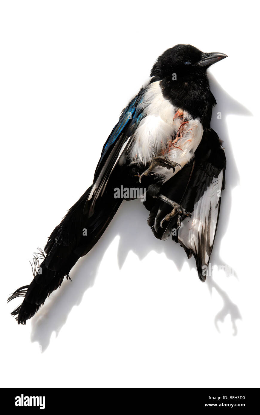 Pie morte - Oct 2009 Banque D'Images