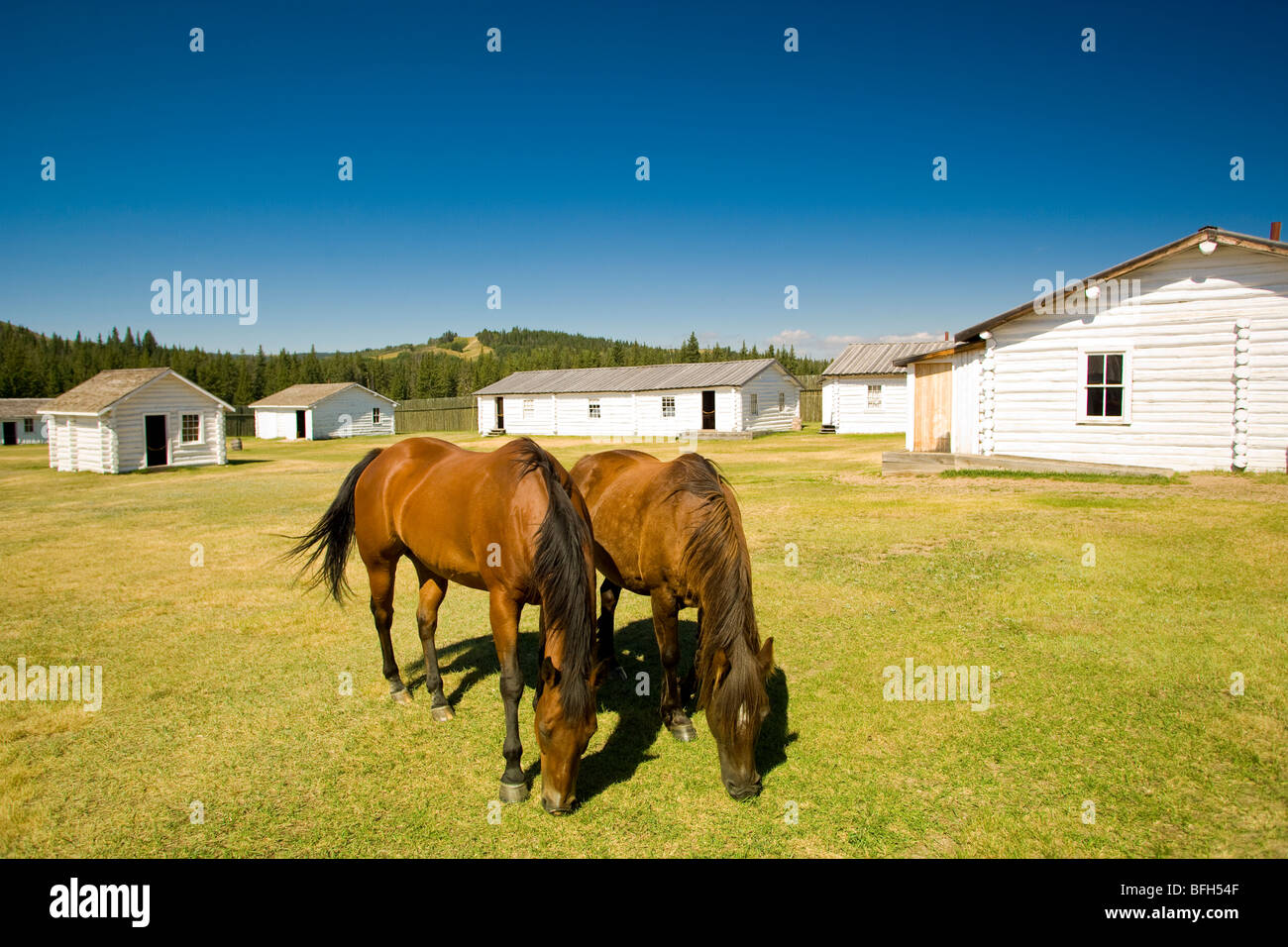 Les chevaux, Lieu historique national du Fort-Walsh, le parc interprovincial Cypress Hills, Saskatchewan, Canada Banque D'Images