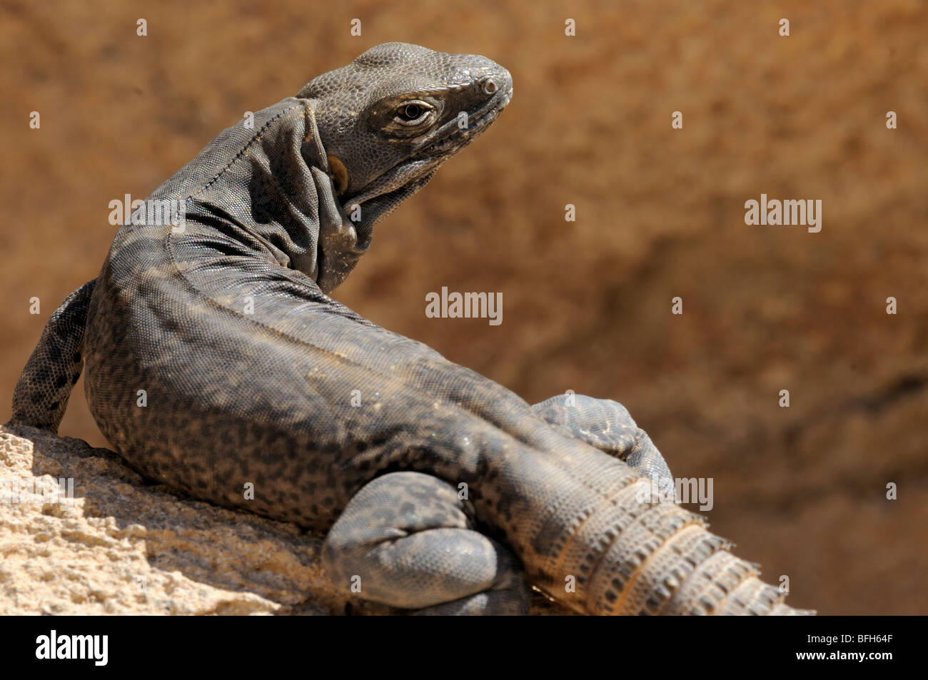 Cap'iguane (Ctenosaura Hemilopha) au Musée du Désert de Sonoran, Tucson, Arizona, USA Banque D'Images