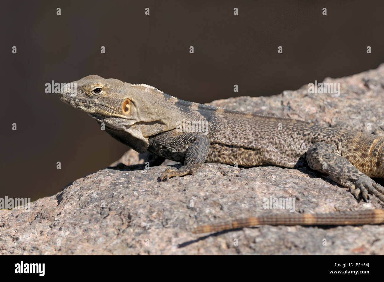 Cap'iguane (Ctenosaura Hemilopha) au Musée du Désert de Sonoran, Tucson, Arizona, USA Banque D'Images