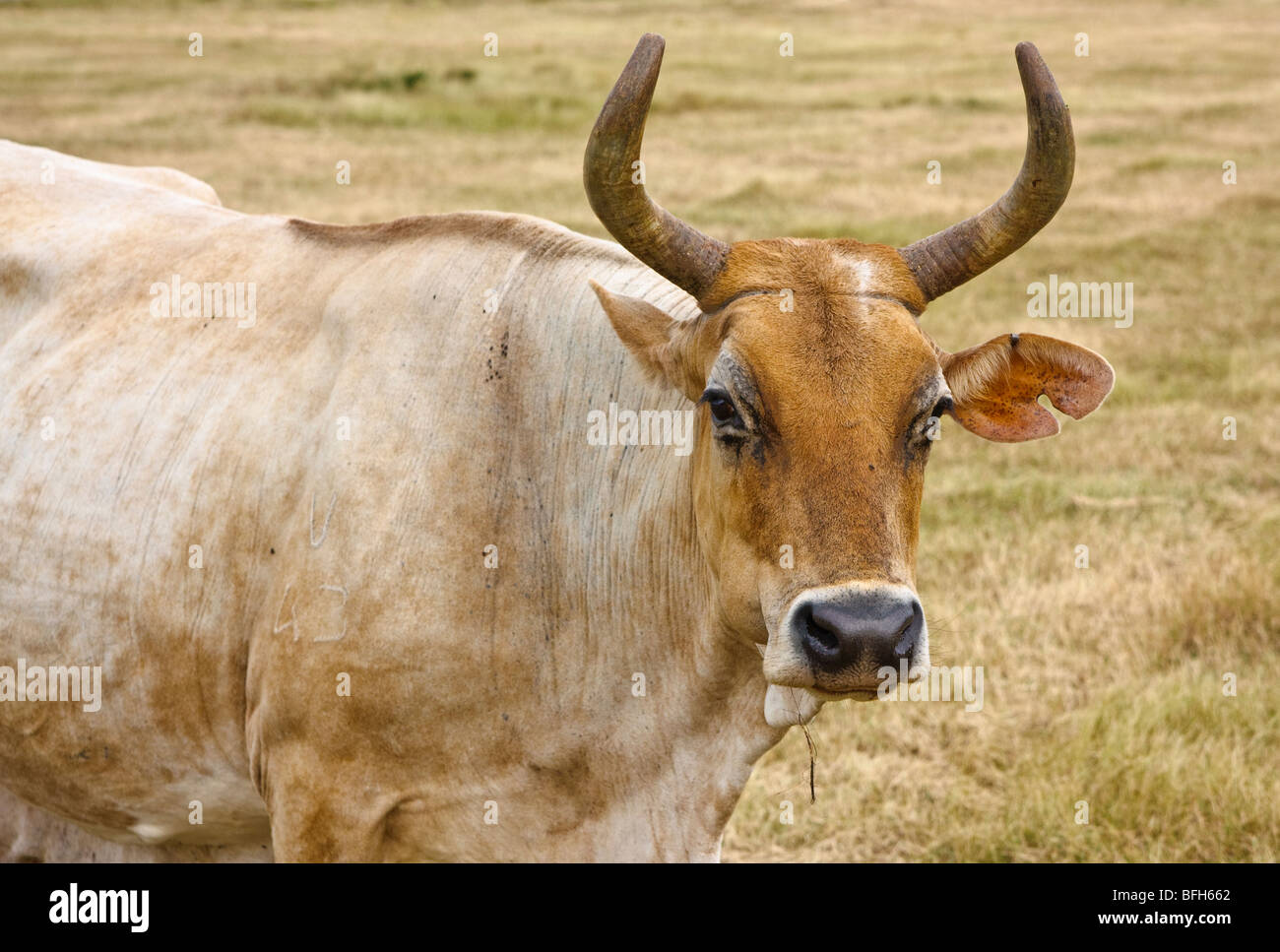 Vache paissant dans le champ Ouvrir, province de La Havane, Cuba. L'hiver, l'herbe sèche. Banque D'Images