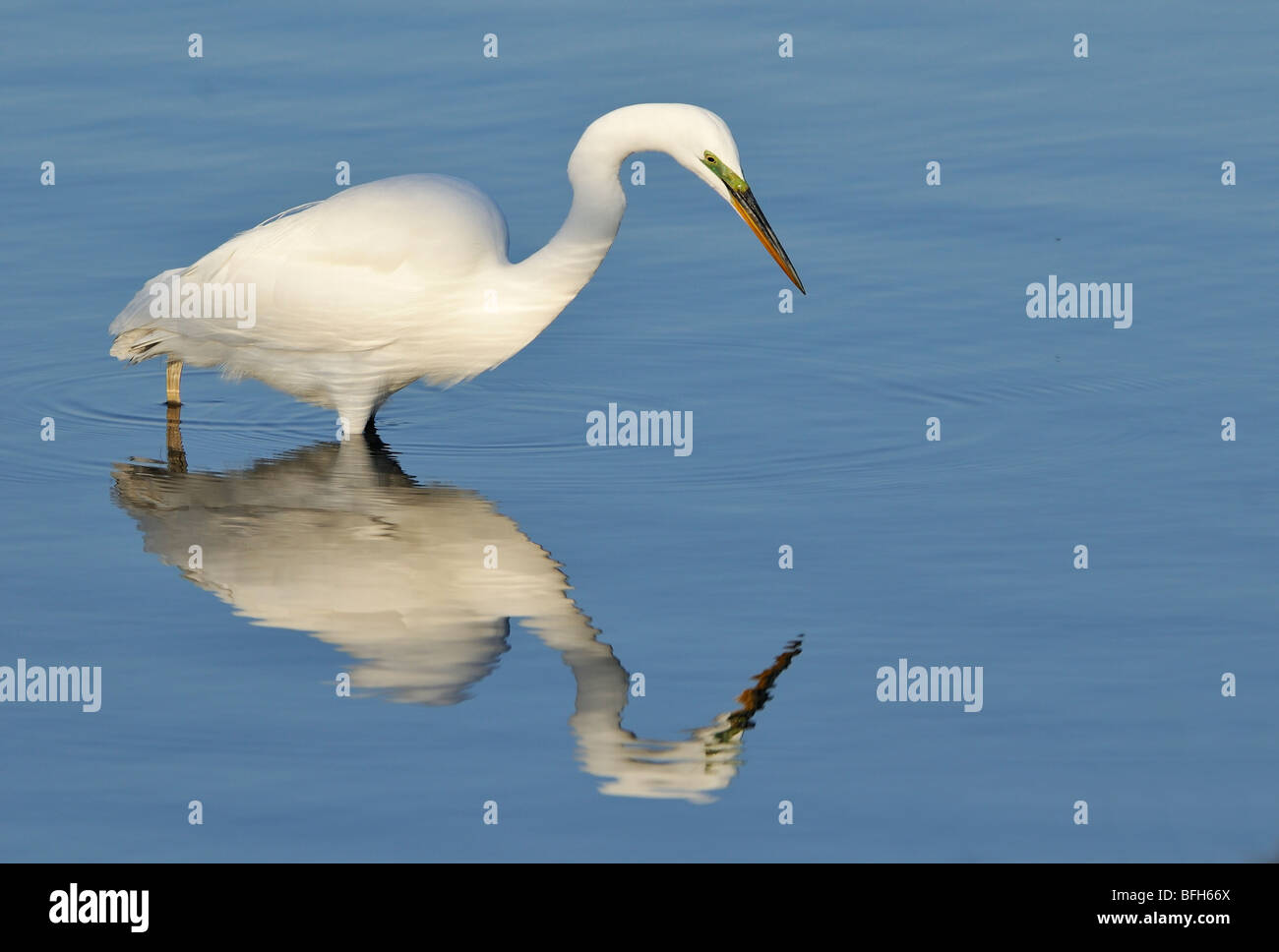 Grande Aigrette (Ardea alba) la pêche en Bolsa Chica Refuge en Californie Banque D'Images