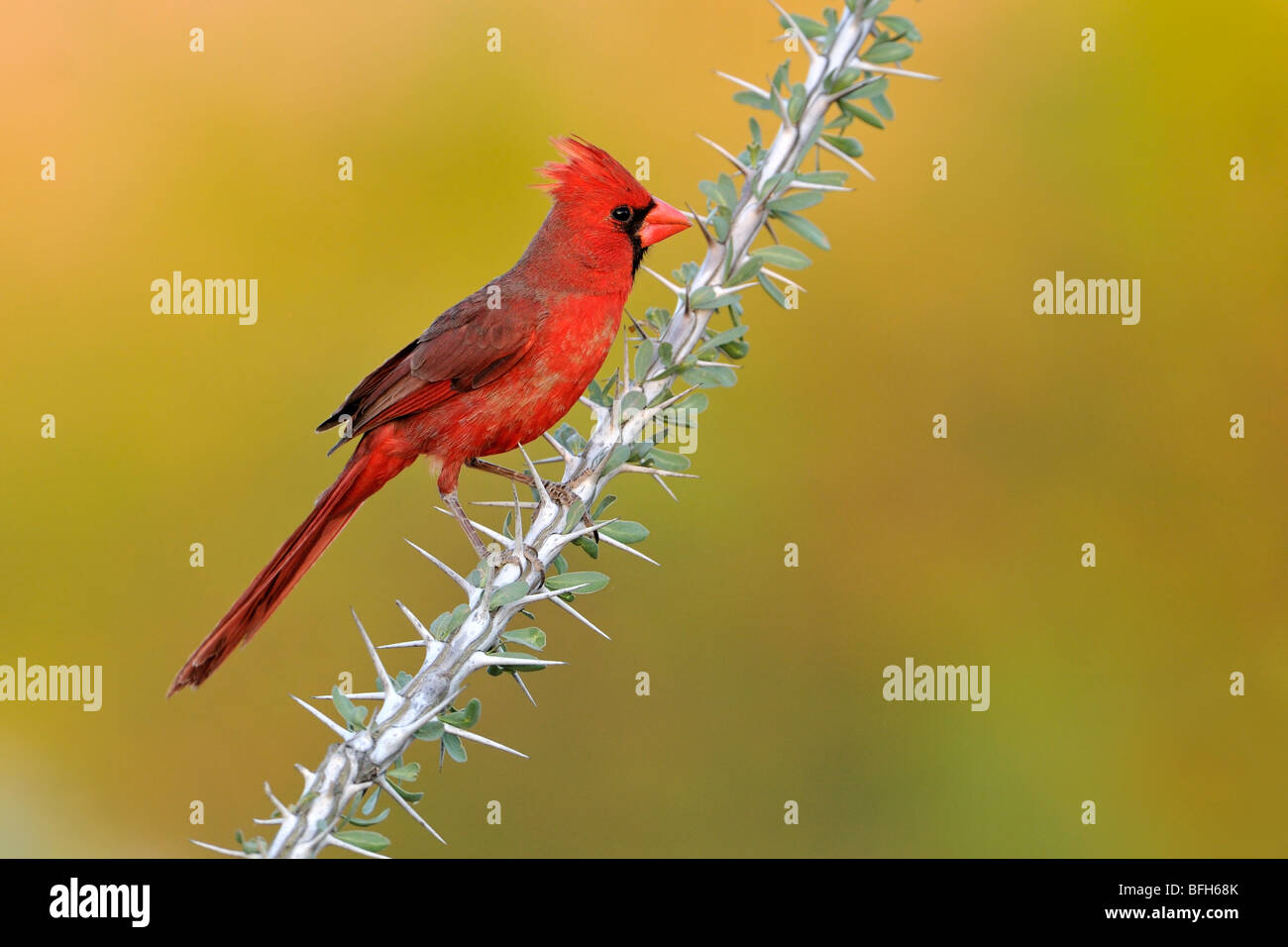 Cardinal rouge (Cardinalis cardinalis) perché sur la branche à tête d'éléphant étang, Arizona, USA Banque D'Images