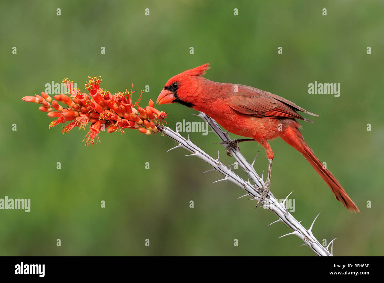 Cardinal rouge (Cardinalis cardinalis) perché sur la branche à tête d'éléphant étang, Arizona, USA Banque D'Images