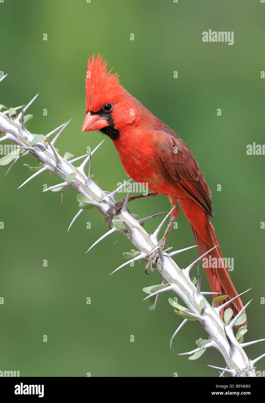 Cardinal rouge (Cardinalis cardinalis) perché sur la branche à tête d'éléphant étang, Arizona, USA Banque D'Images