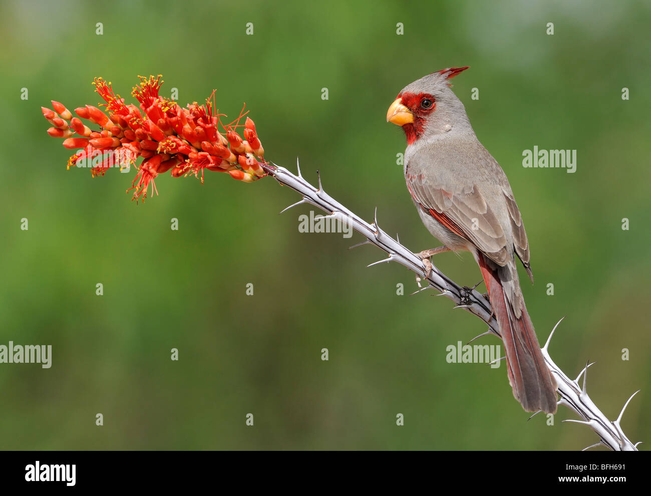 Perché Pyrrhuloxia (Cardinalis sinuatus) à tête d'éléphant étang, Arizona, USA Banque D'Images