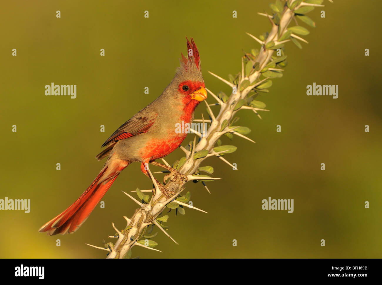 Perché Pyrrhuloxia (Cardinalis sinuatus) à tête d'éléphant étang, Arizona, USA Banque D'Images
