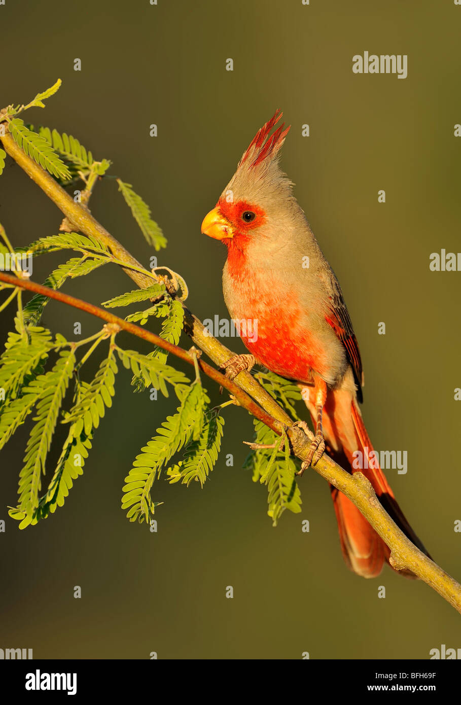 Perché Pyrrhuloxia (Cardinalis sinuatus) à tête d'éléphant étang, Arizona, USA Banque D'Images