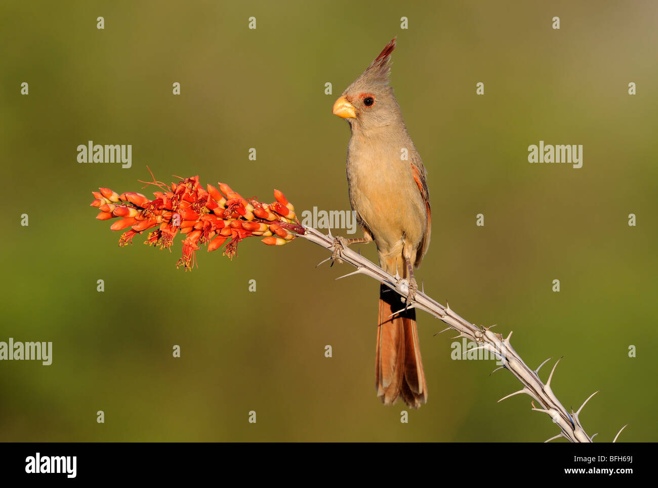 Perché Pyrrhuloxia (Cardinalis sinuatus) à tête d'éléphant étang, Arizona, USA Banque D'Images