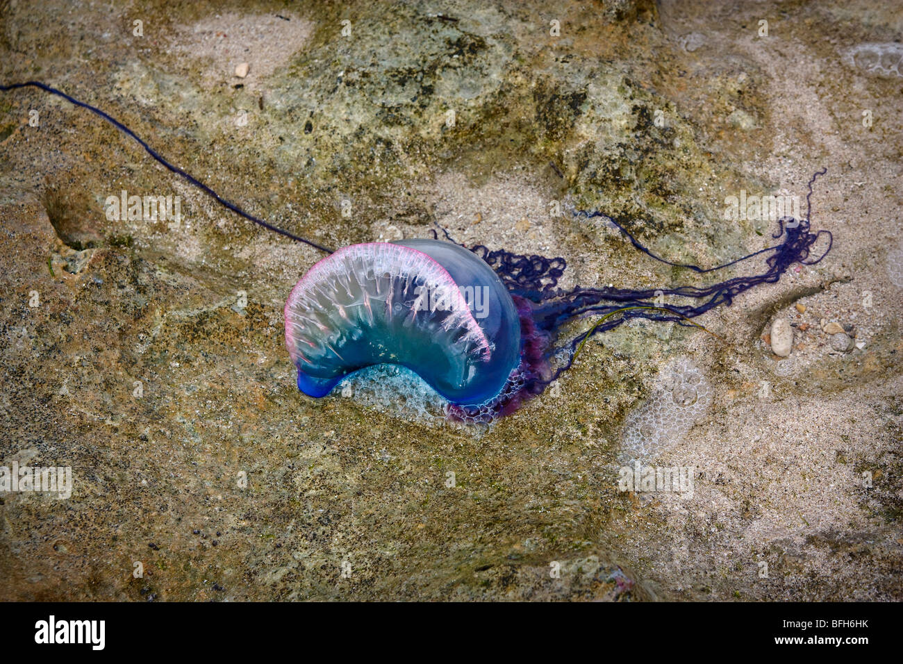 Physalia physalis Portuguese Man O'War Varadero Cuba Banque D'Images