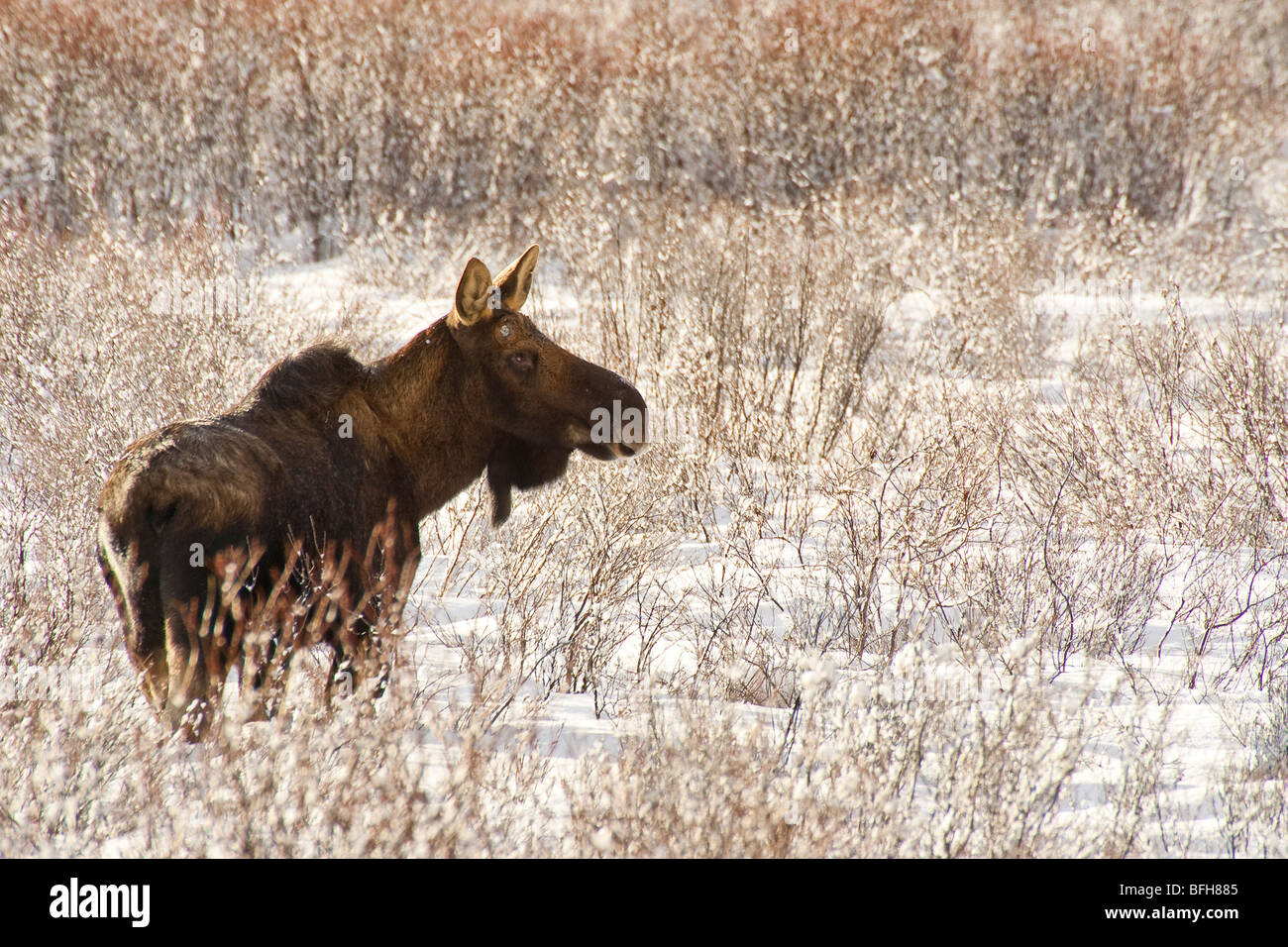 L'orignal, l'Alces alces in meadow Banque D'Images