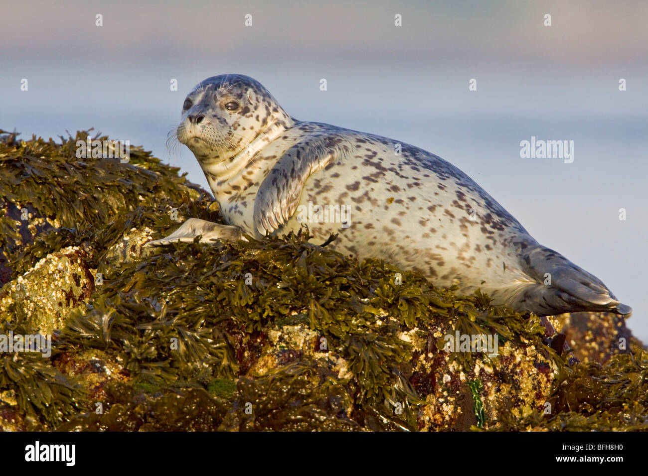 Harbour seal perché sur un rocher à Victoria, BC, Canada. Banque D'Images