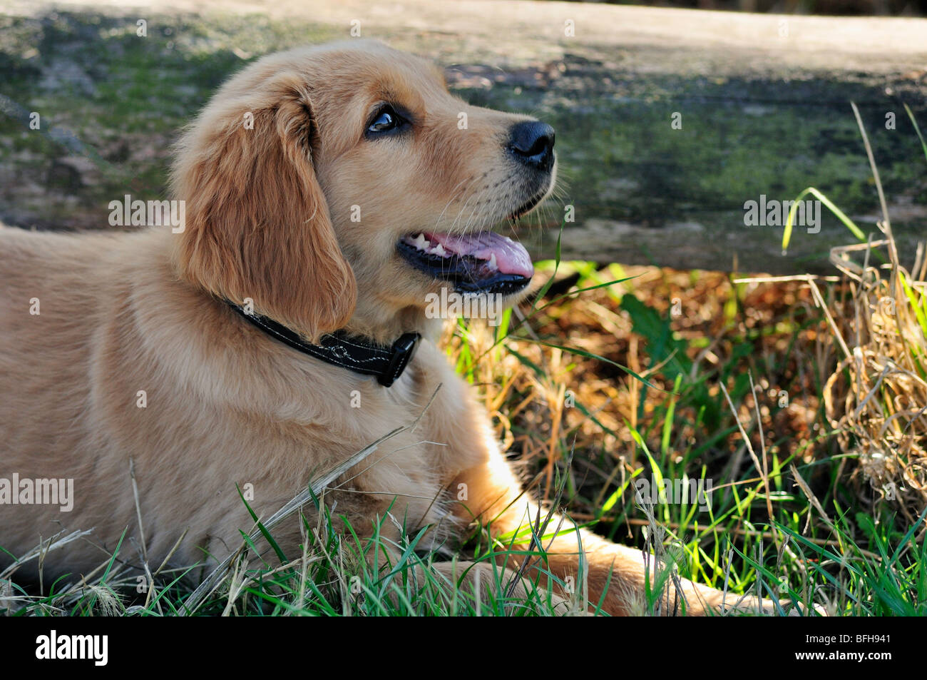 Chiot Golden Retriever dans GRASS. Banque D'Images