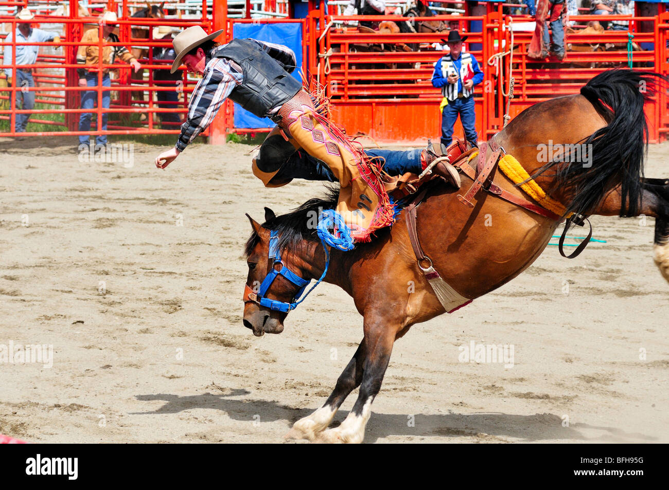 Cowboy étant projeté de sa selle ride pendant bronc riding au Luxton Pro Rodeo à Victoria, BC. Banque D'Images