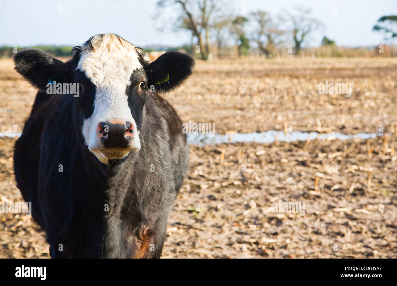 Vache noire et blanc Banque de photographies et d’images à haute résolution Alamy
