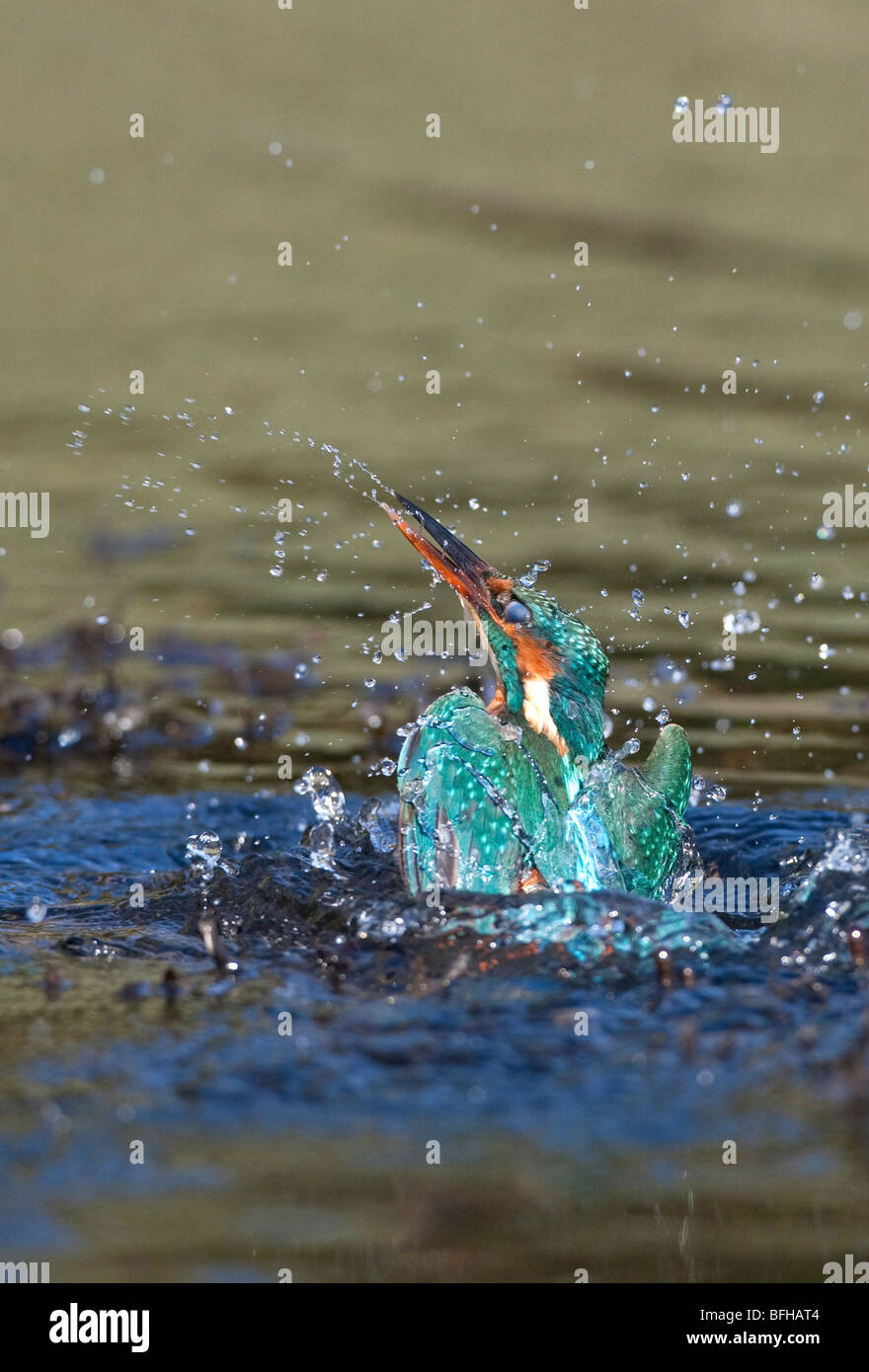 Kingfisher Alcedo atthis - photo d'action qu'il quitte l'eau parmi une pulvérisation de gouttelettes d'eau Banque D'Images