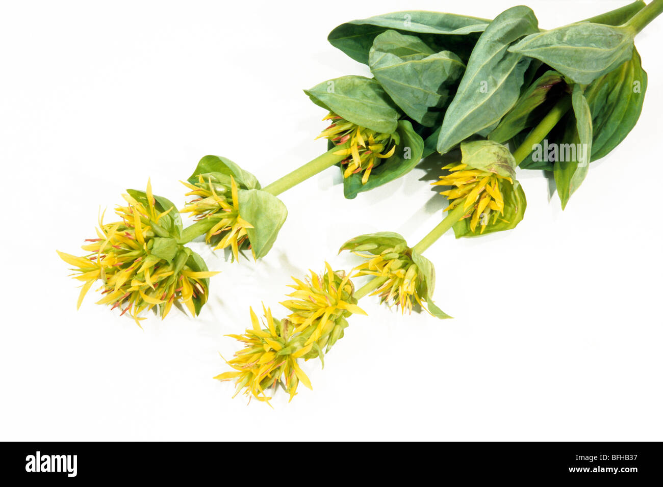 Grande Gentiane jaune (Gentiana lutea), la floraison, studio photo. Banque D'Images