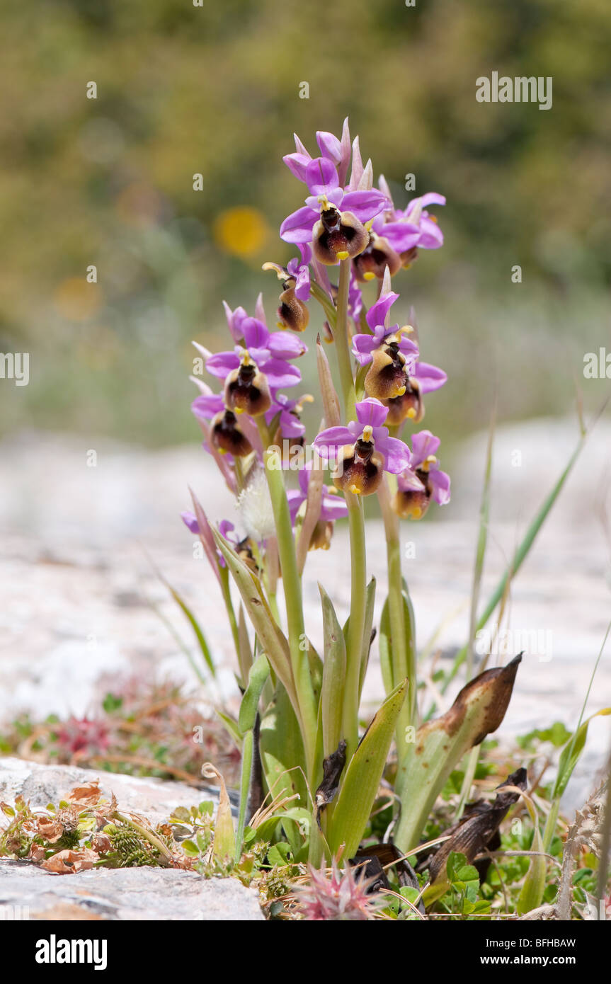 Ragwurz Luc - Ophrys tenthredinifera- tenthrèdes orchid Banque D'Images