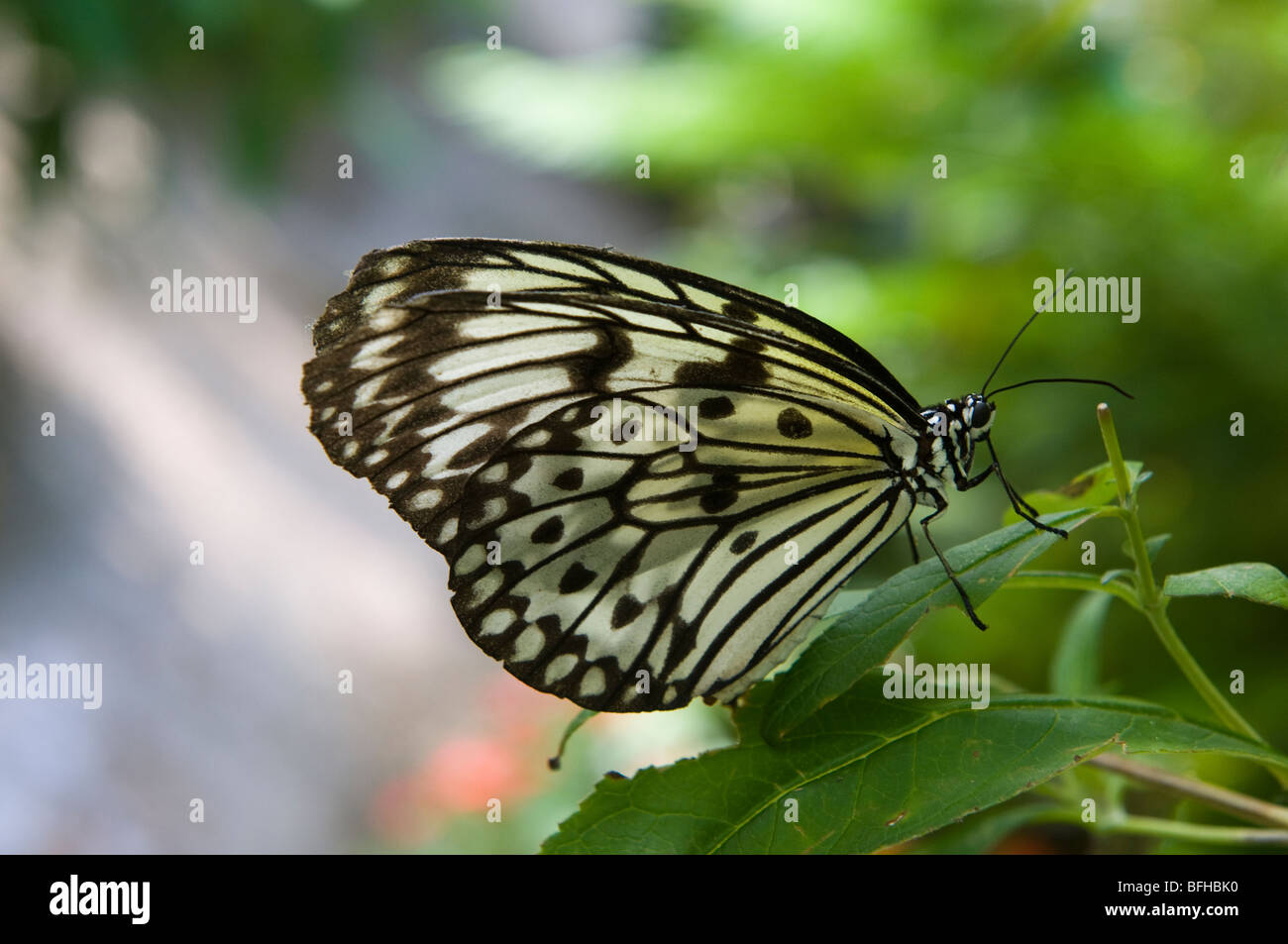 Arbre généalogique blanche papillon nymphe Banque D'Images