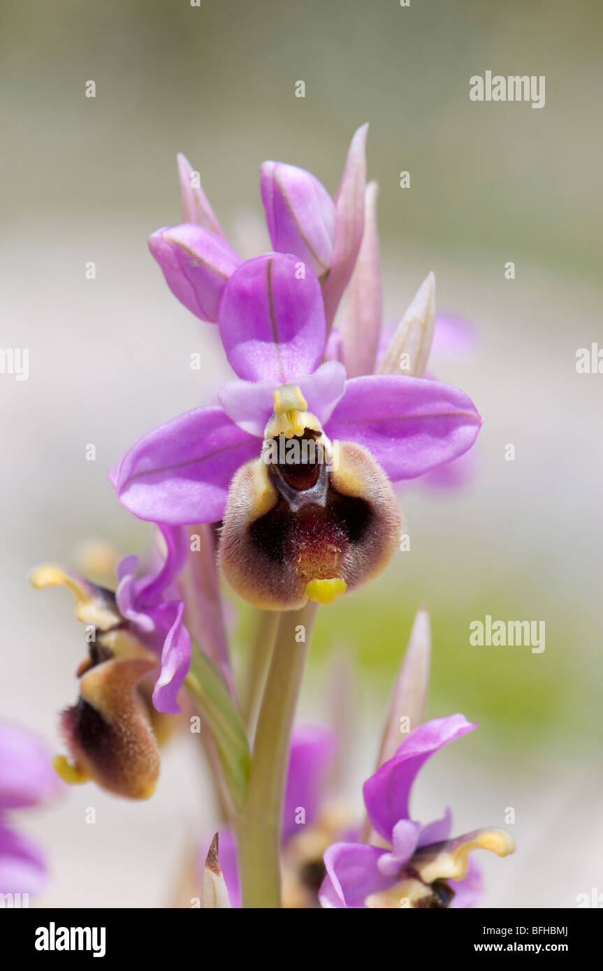 Ragwurz Luc - Ophrys tenthredinifera- tenthrèdes orchid Banque D'Images