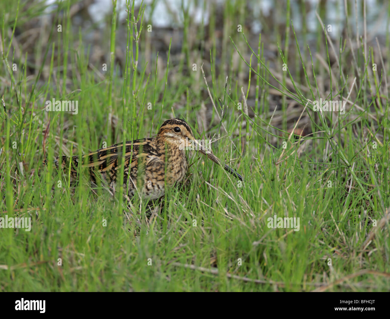 La Bécassine des marais Gallinago gallinago, assis dans l'herbe haute Banque D'Images