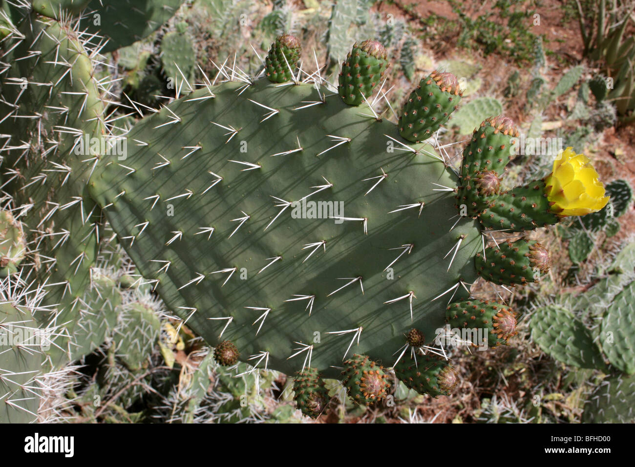 La floraison de cactus Opuntia Raquette à proximité d'Mbuli, Tanzanie Banque D'Images