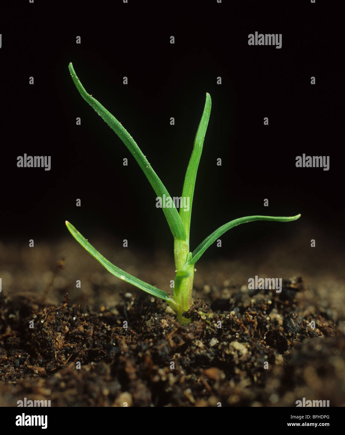 Les tiges d'herbe de prairie (Poa trivialis) plante des semis Banque D'Images
