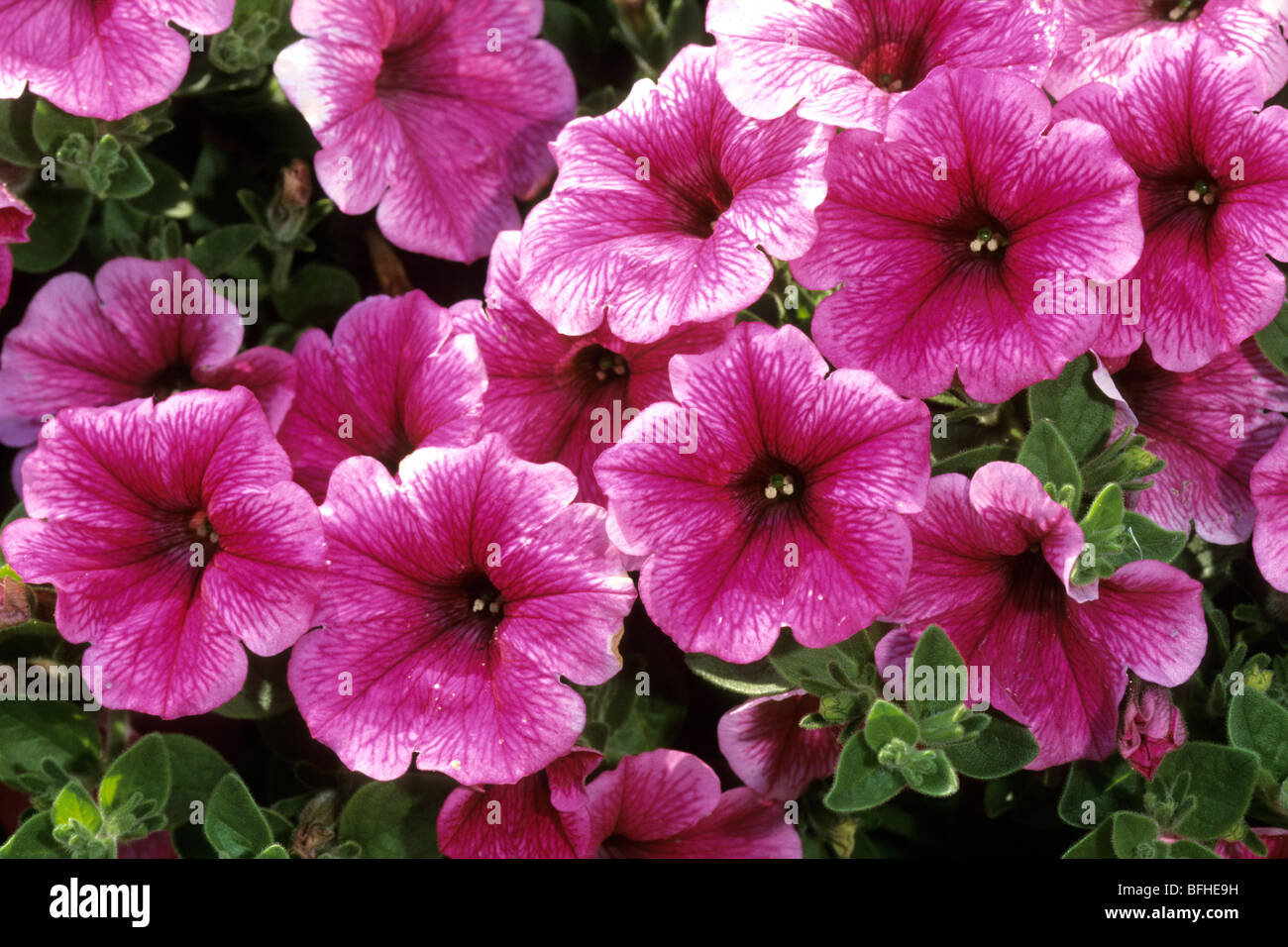 Pétunia (Petunia x atkinsiana), variété : 'Conchita Strawberry Frost', floraison. Banque D'Images