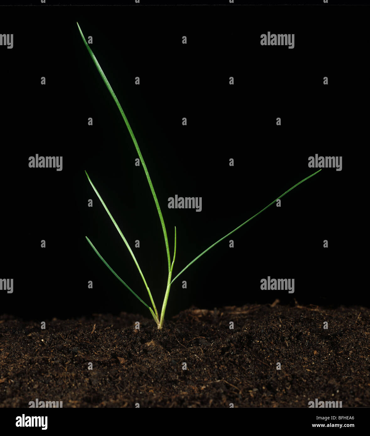La mastication fétuque (Festuca rubra) 4 à 5 feuilles des plantules Banque D'Images