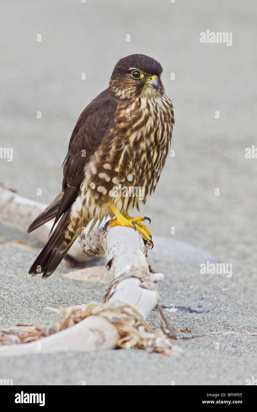 Merlin (Falco columbarius) perché sur une branche à Washington, États-Unis. Banque D'Images