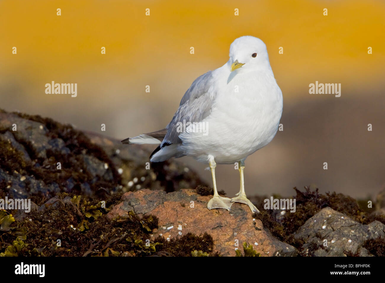 Mew Gull (Larus canus) perché sur un rocher à Victoria, BC, Canada. Banque D'Images