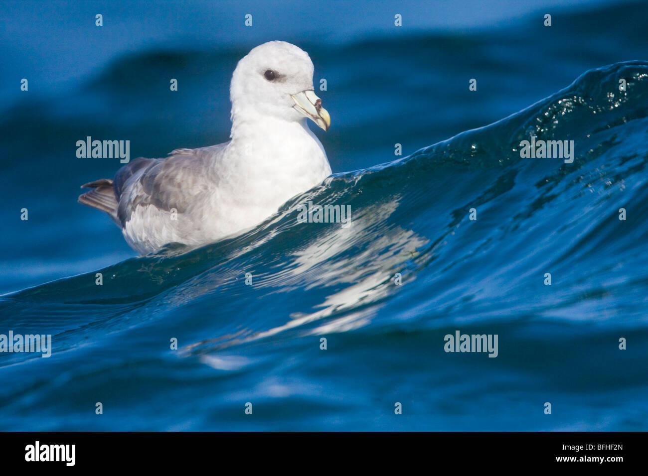 Le Fulmar boréal (Fulmarus glacialis) nager sur l'océan, près de Washington, USA. Banque D'Images