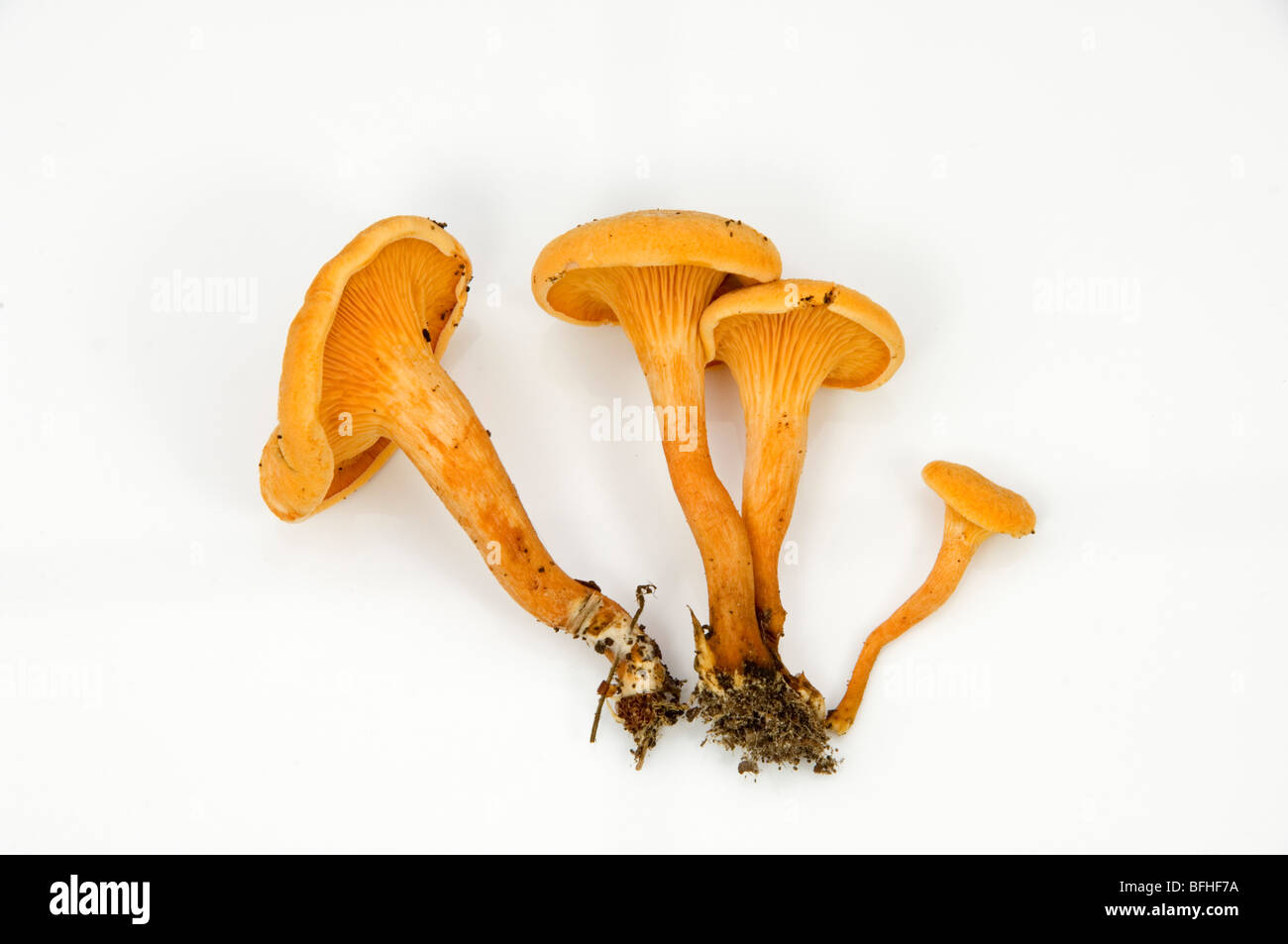 HYGROPHOROPSIS AURANTIACA, fausse chanterelle, un champignons trouvés