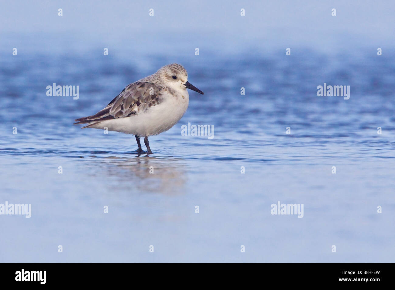 Bécasseau sanderling (Calidris alba) se nourrissant sur une plage à Washington, États-Unis. Banque D'Images