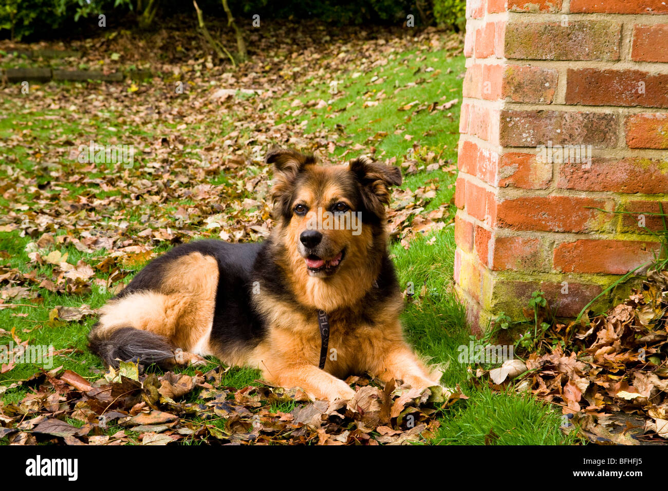 Un Allemand Shepard/chien alsacienne se trouve dans le les feuilles d'automne. Banque D'Images