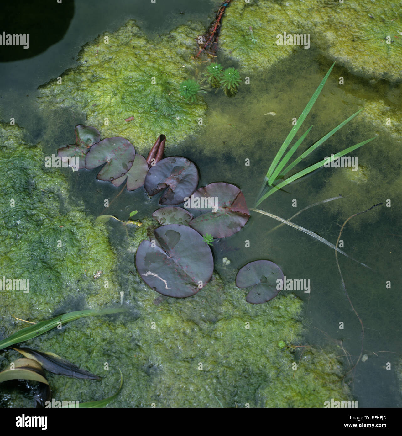 Problème des mauvaises herbes de l'étang Banque de photographies et  d'images à haute résolution - Alamy