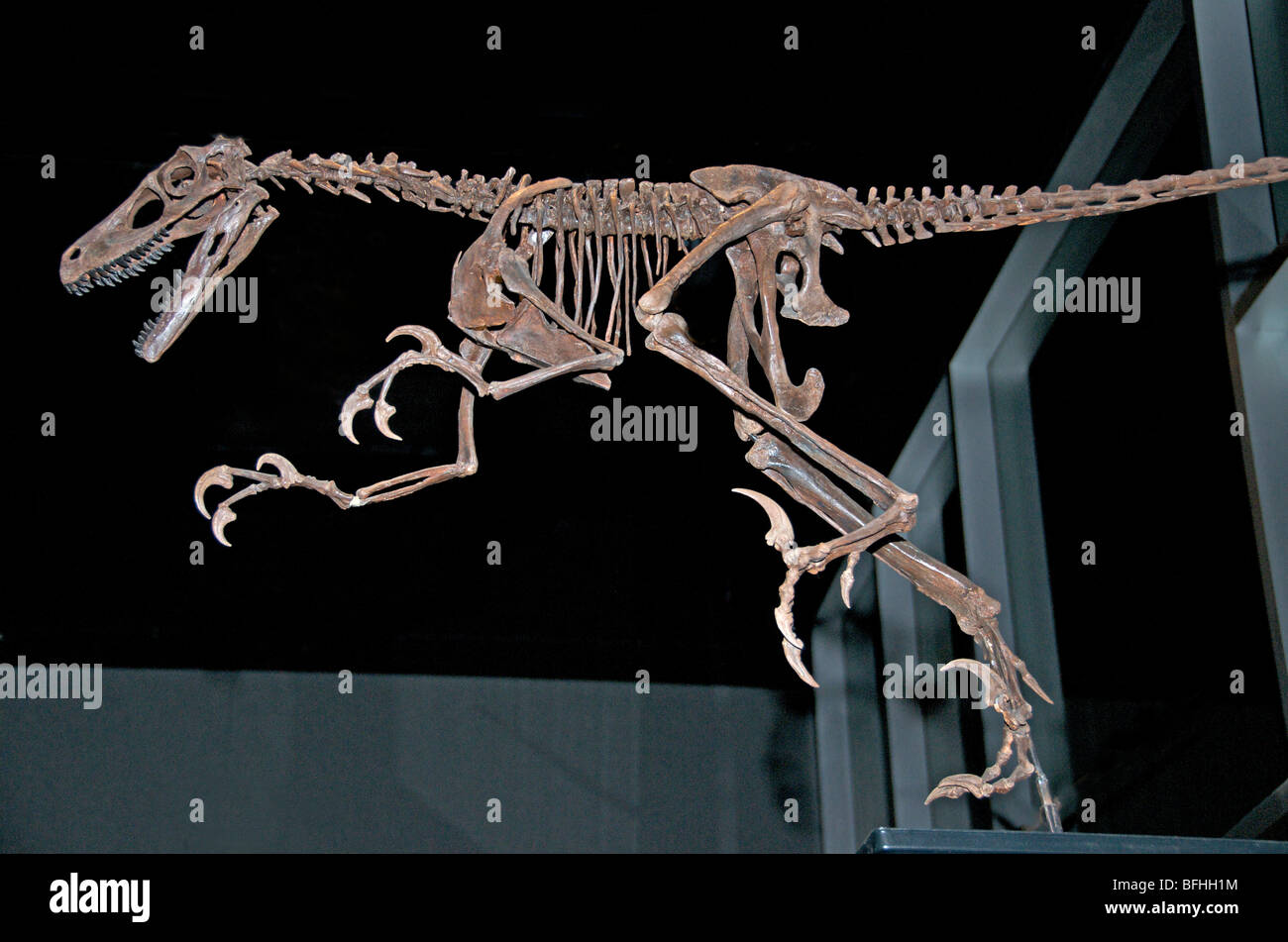 Voleur d'oiseaux lézards squelette (Saurornitholestes). Musée Royal Tyrrell, Drumheller, Alberta, Canada Banque D'Images