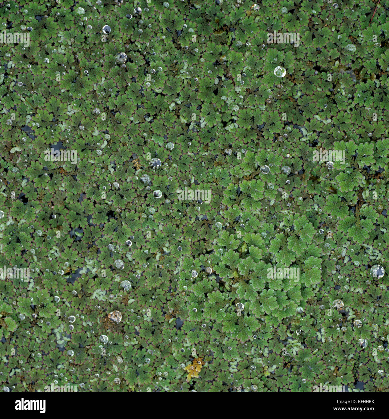 Conte de moss (Azolla filiculoides) couvrant la surface d'un étang ornemental Banque D'Images