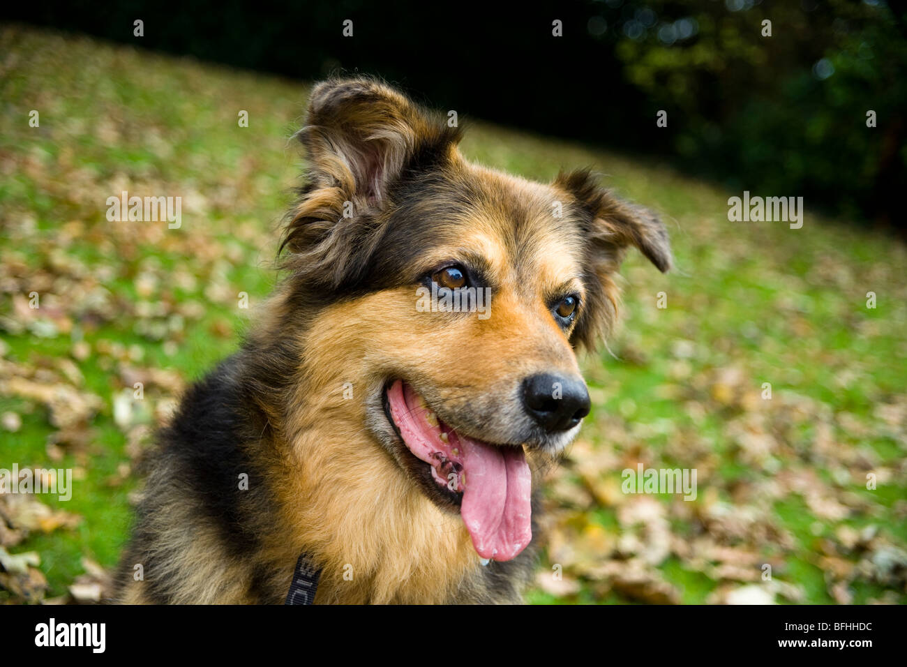 Un Allemand Shepard/chien alsacienne se trouve dans le les feuilles d'automne. Banque D'Images