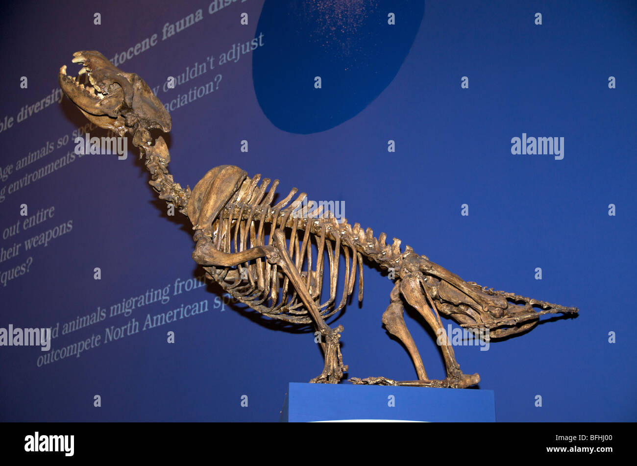 Wolf skeleton Banque de photographies et d'images à haute résolution - Alamy