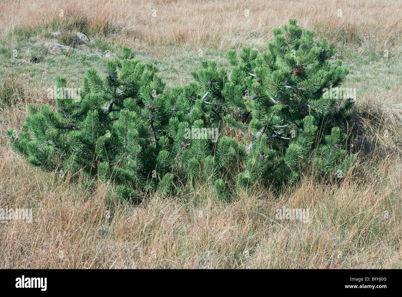 Pin nain des montagnes suisses, pin (Pinus mugo) - Parc Naturel Adamello Brenta - Trentino - Italie Banque D'Images